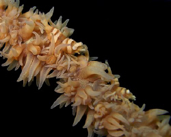 off batangas Philippines. Casio exilim by Andrew Macleod 